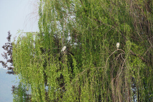 杭州湘湖的鹭鸟