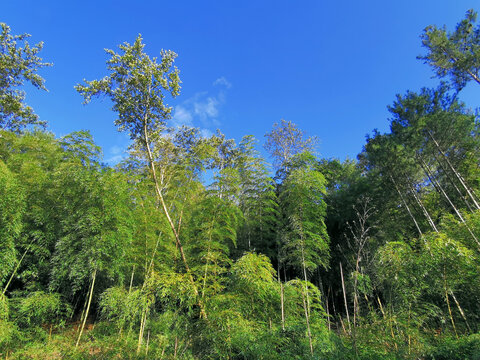 山林植被