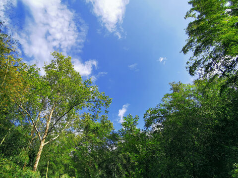 绿树蓝天
