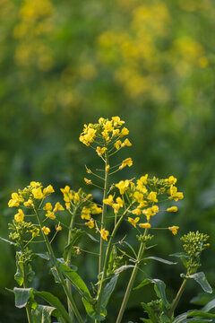 油菜花