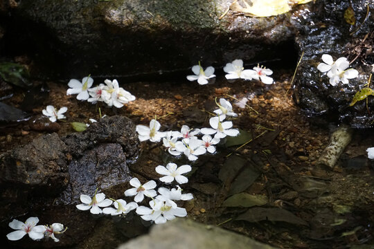 落花流水