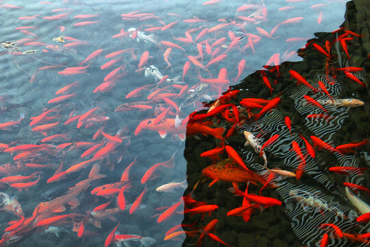 红色锦鲤波光粼粼