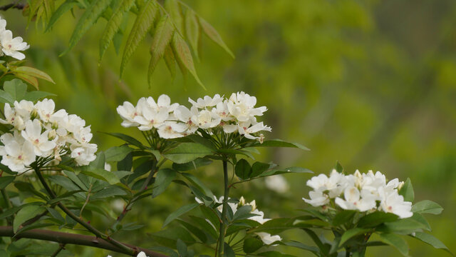 小果蔷薇花