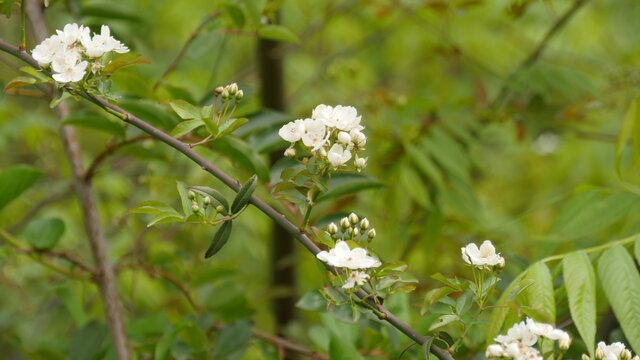 小果蔷薇花