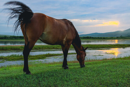 清晨河边马匹吃草