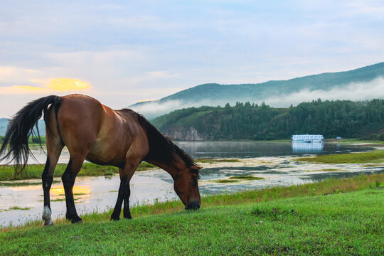 一匹马吃草河边