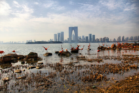 金鸡湖东方之门湿地