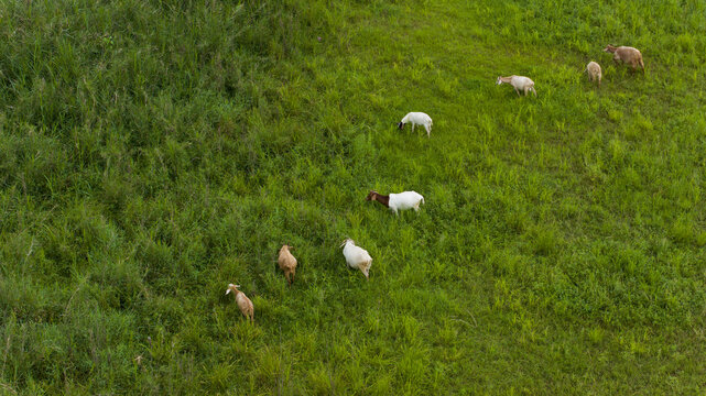 湿地草地放养波尔山羊
