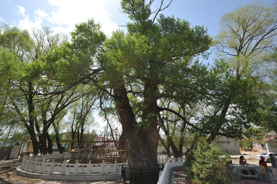 河北阳原500年树龄的小叶杨