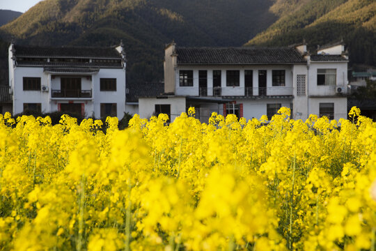 卢村金黄油菜花