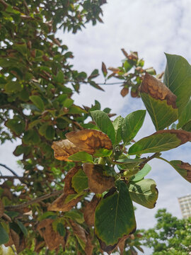 植物常见病虫害