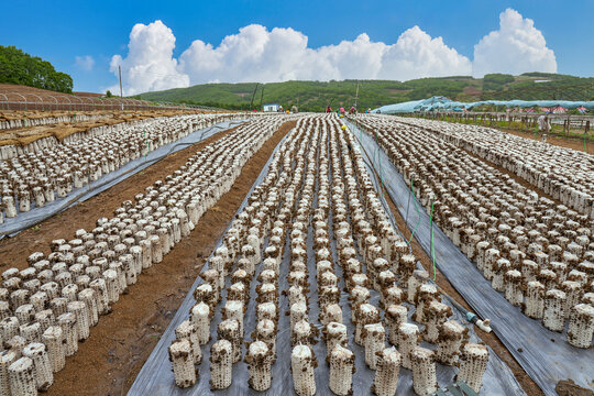 东宁黑木耳基地