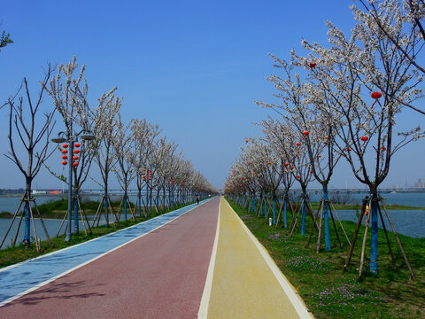 赛城湖绿道樱花