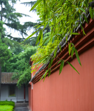竹叶红墙