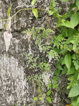 青苔植物墙壁