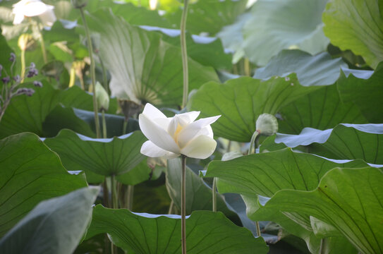 百合花