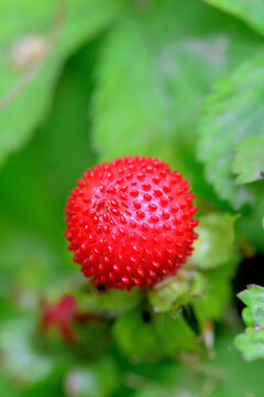 野草莓蛇莓