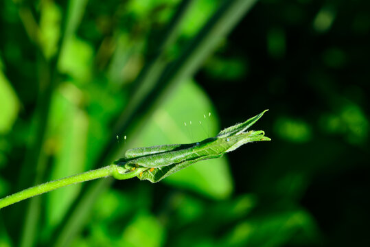 叶子上的虫卵