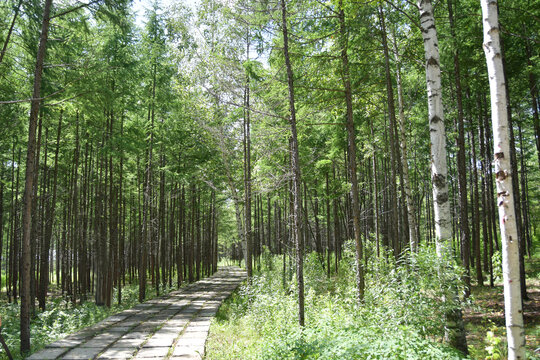 林荫小路