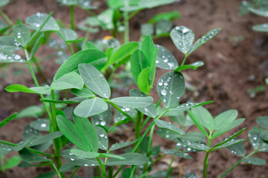 花生种植