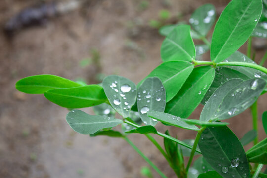 花生种植