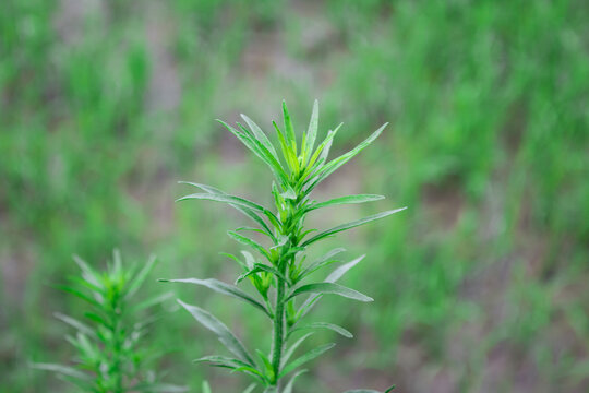 小蓬草