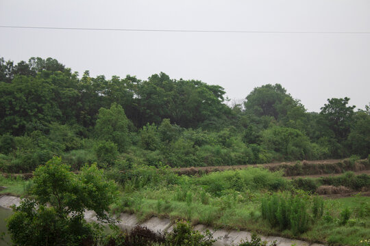 田野