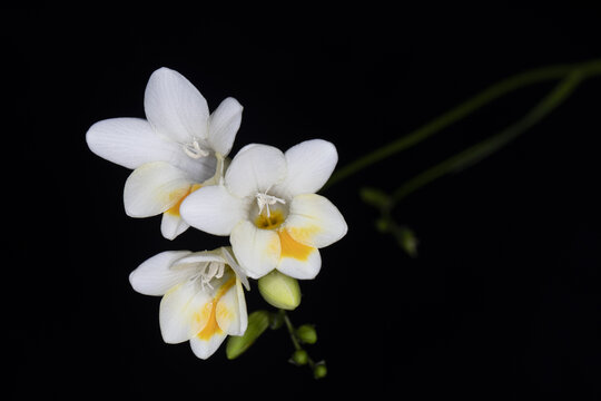 香雪兰花