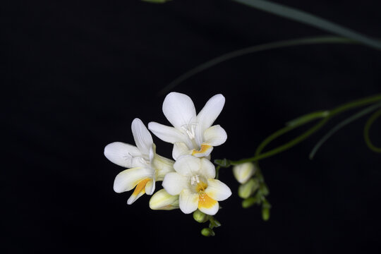 香雪兰花