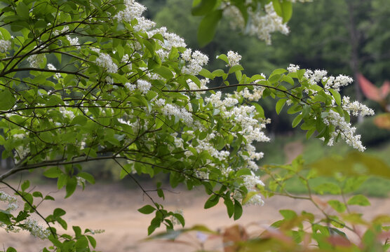 小蜡花卉