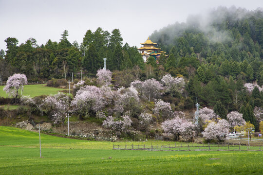 春色满园嘎朗村47