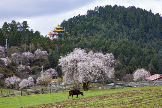 春色满园嘎朗村82