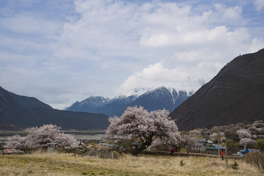 古通村春色26