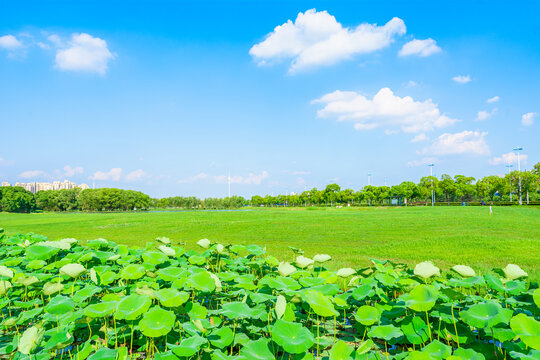 蓝天白云草地