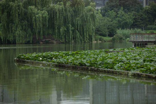 湖中的莲花