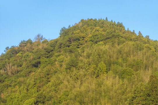 青山森林植被绿意