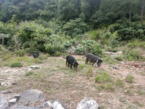 黑山猪