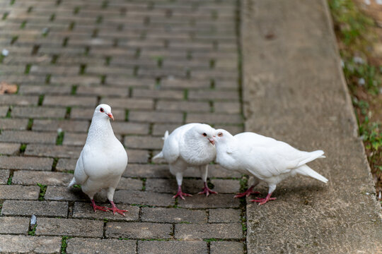 鸽子栖息在人行道上的特写镜头