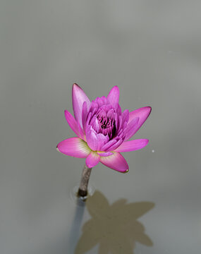 湖中粉红色睡莲的特写镜头