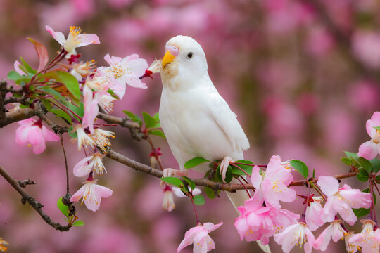 虎皮鹦鹉和海棠花