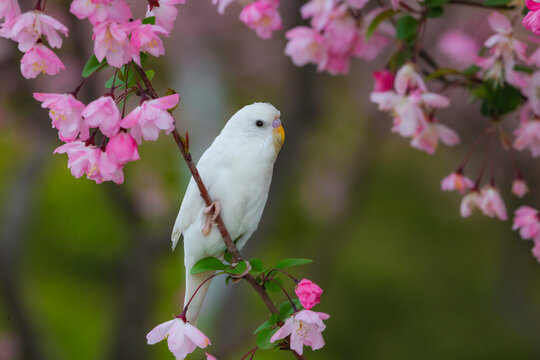 虎皮鹦鹉和海棠花