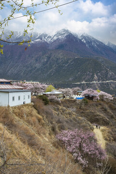 野桃花观赏圣地索松村4