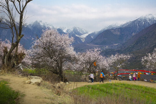 野桃花观赏圣地索松村35