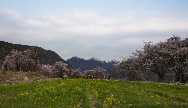 野桃花观赏圣地索松村36