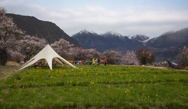 野桃花观赏圣地索松村38