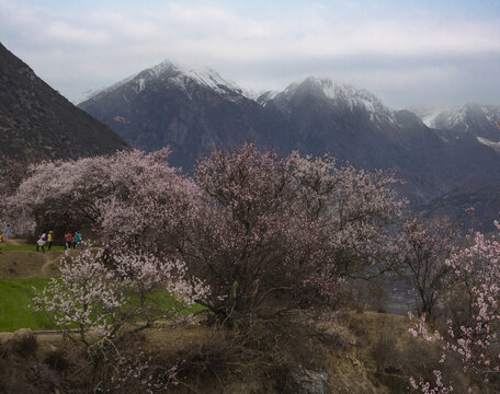 野桃花观赏圣地索松村40