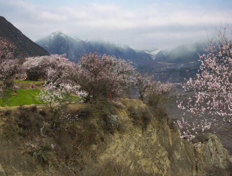 野桃花观赏圣地索松村41