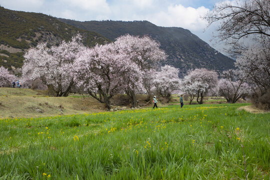 野桃花观赏圣地索松村42