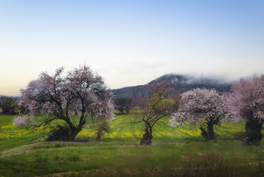 野桃花观赏圣地索松村51