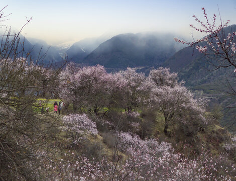 野桃花观赏圣地索松村72